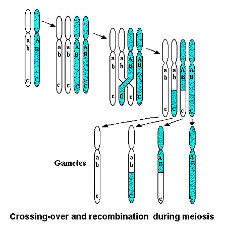 22-1_meiosis